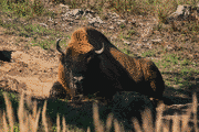 Pixelated photo of a European bison lying in a forest clearing